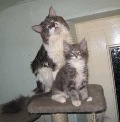 Shushu & Bambam