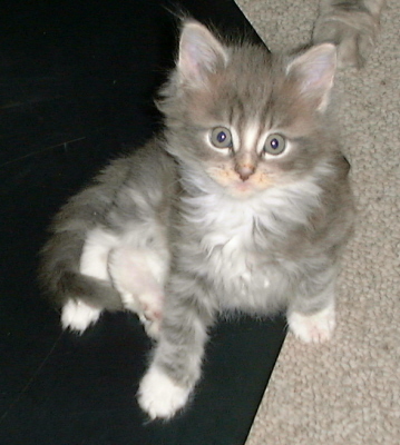 Theo 001