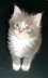 Theo 005