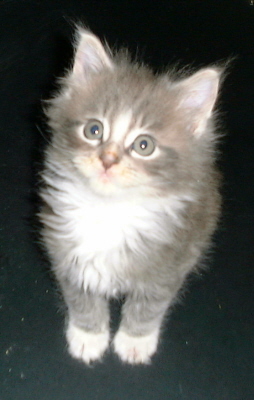 Theo 005