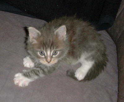 Theo 009
