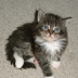 Toffy 001