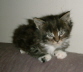 Toffy 002
