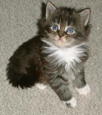 Toffy 003