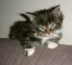 Toffy 004