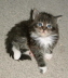 Toffy 005