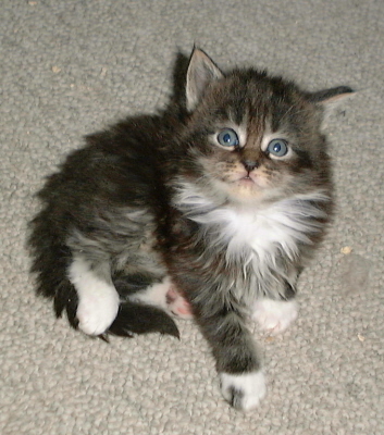 Toffy 005
