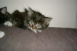 Toffy 006