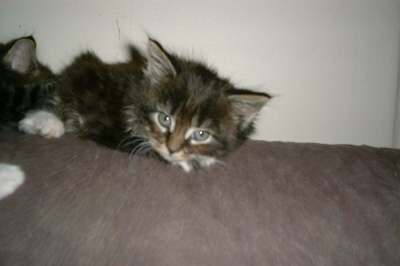 Toffy 006