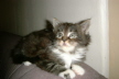 Toffy 008
