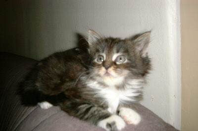 Toffy 008