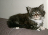 Toffy 009