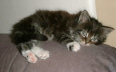 Toffy 010