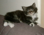 Toffy 011