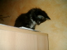 Toffy 012