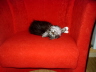 Toffy 013