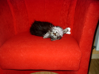 Toffy 013