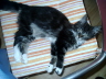 Toffy 014