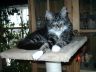 Toffy 015