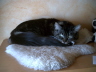 Toffy 016