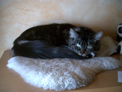 Toffy 016