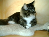 Toffy 017