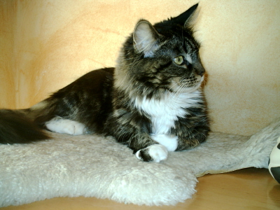 Toffy 017