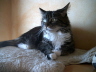 Toffy 018