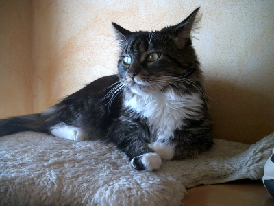 Toffy 018