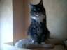 Toffy 019