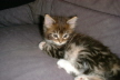 Weibchen03 (10)