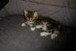 Weibchen03 (12)