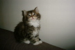 Weibchen03 (2)