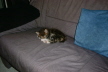 Weibchen03 (3)