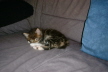 Weibchen03 (4)