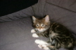 Weibchen03 (5)