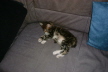 Weibchen03 (6)