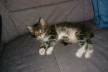 Weibchen03 (7)