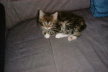 Weibchen03 (8)