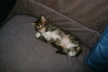 Weibchen03 (9)